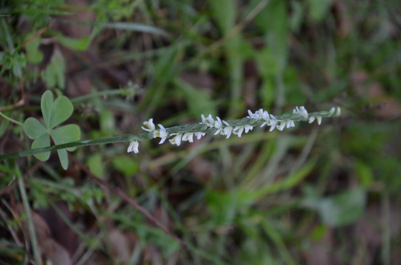 Spiranthes spiralis